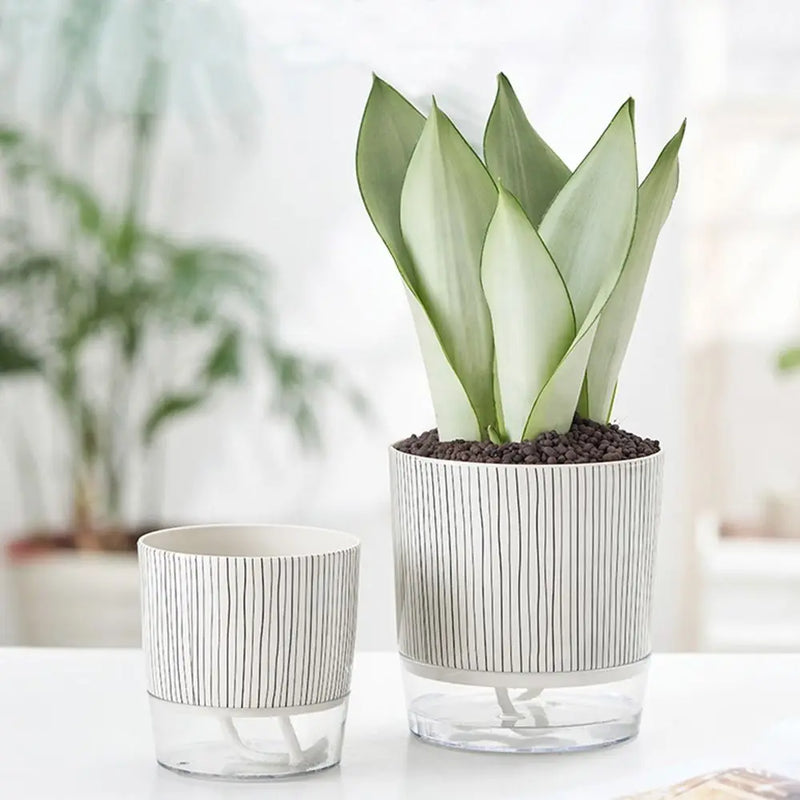 Branch