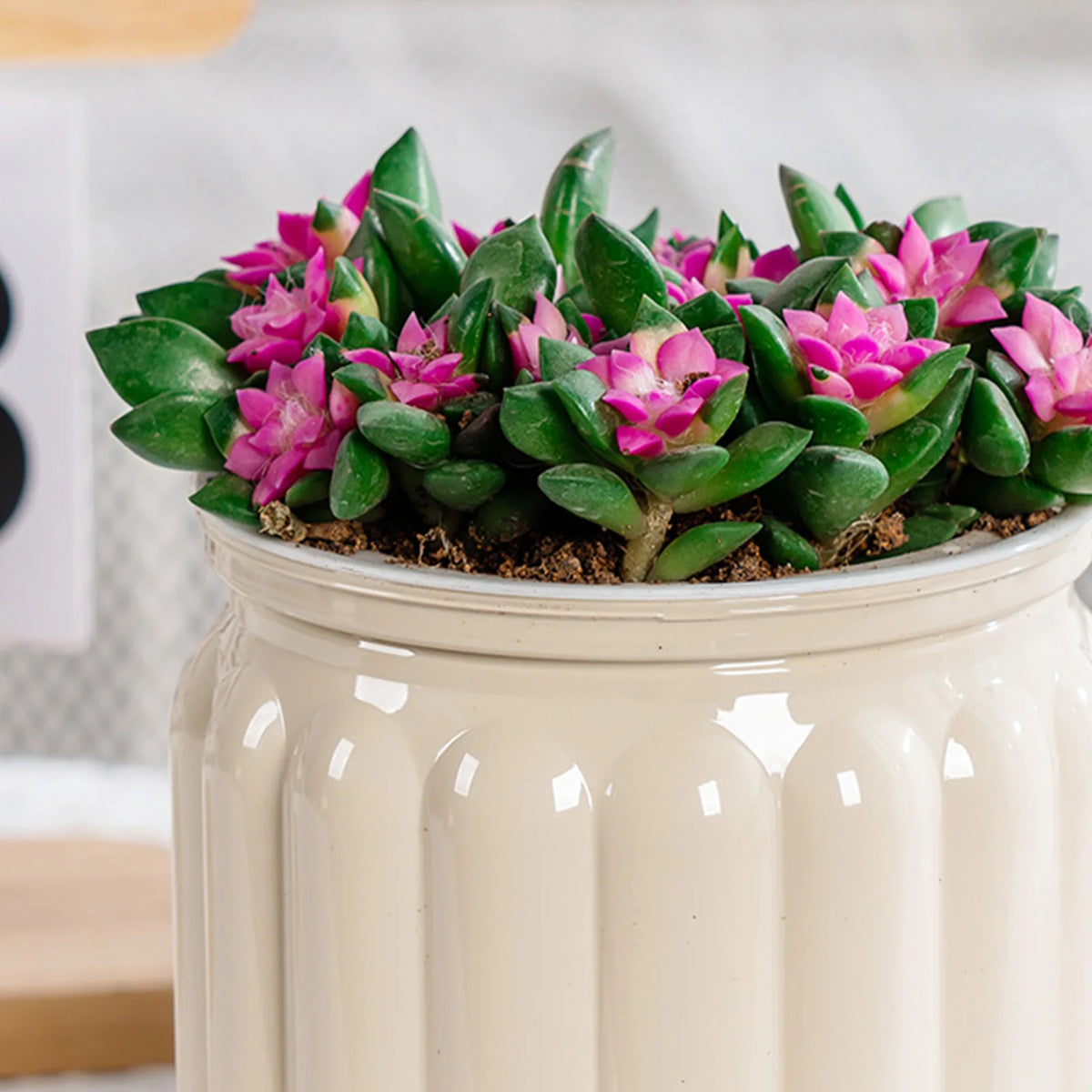 Nymph